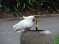 Sulphur Crested Cockatoo